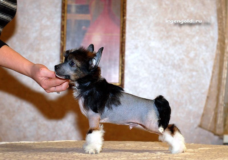 Irgen Gold  Ulof Diesel