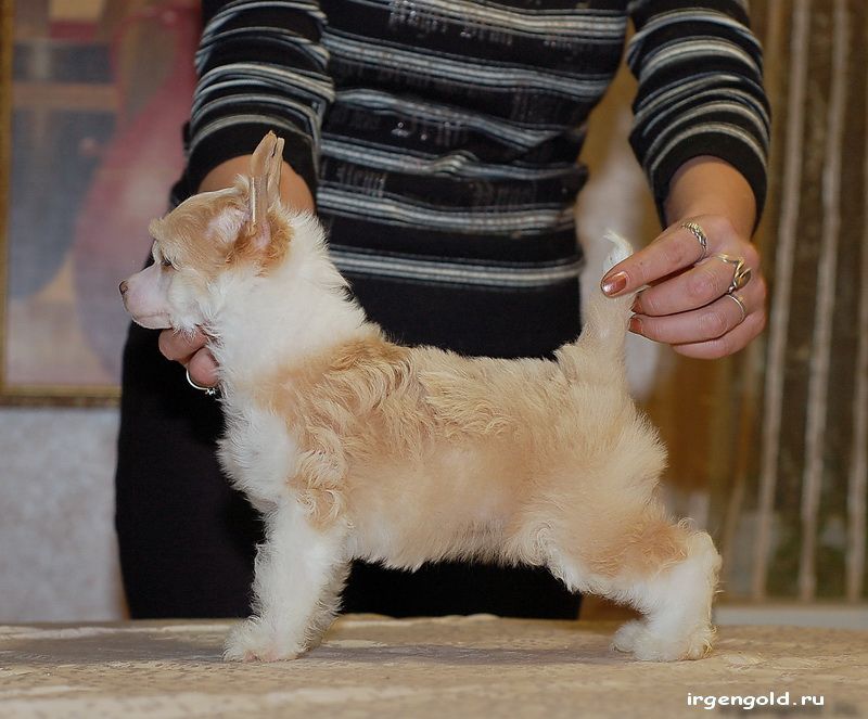 Irgen Gold Una La Perla