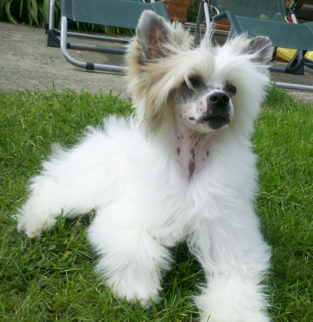 Little CC Pony's Ablaze