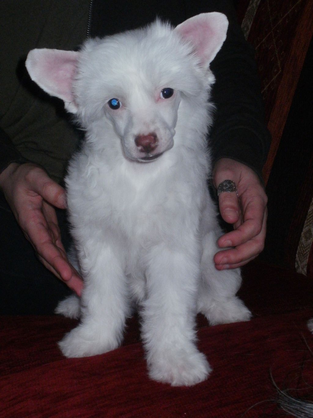 Little Cc Pony's Awe