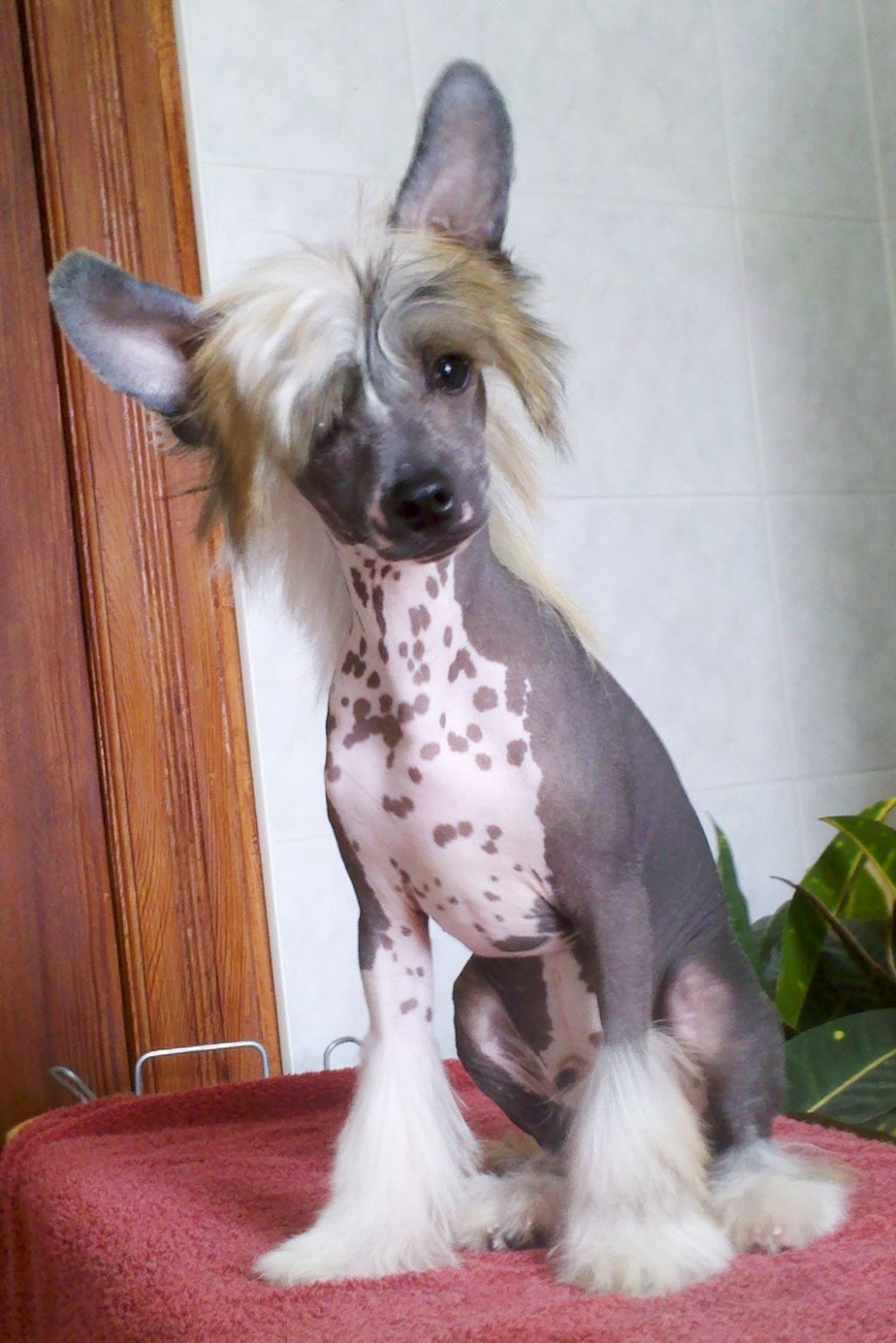 Little Cc Pony's Adept