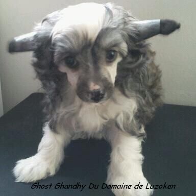 Ghost Ghandhy du Domaine de Luzoken