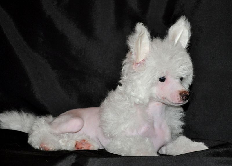 Albert Snow Leo Legend Of The East