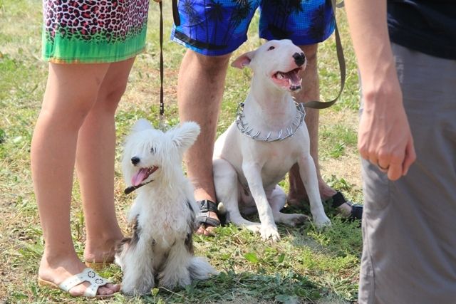 Uca scattering pearls