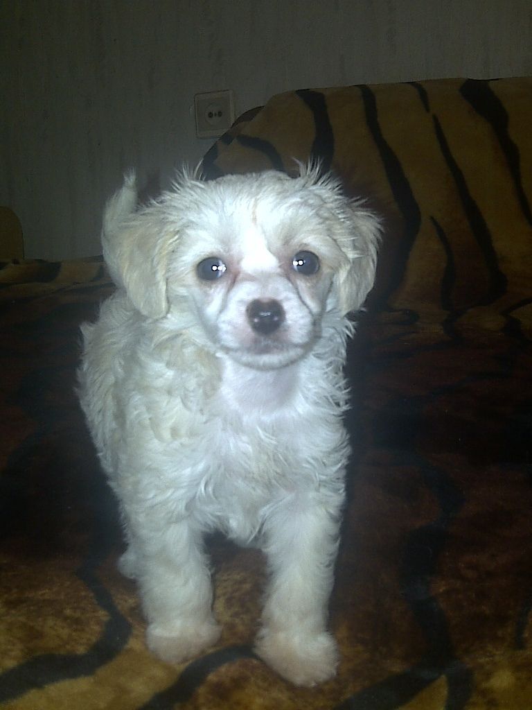 Little Dare Devil Fen Chin Vuppy