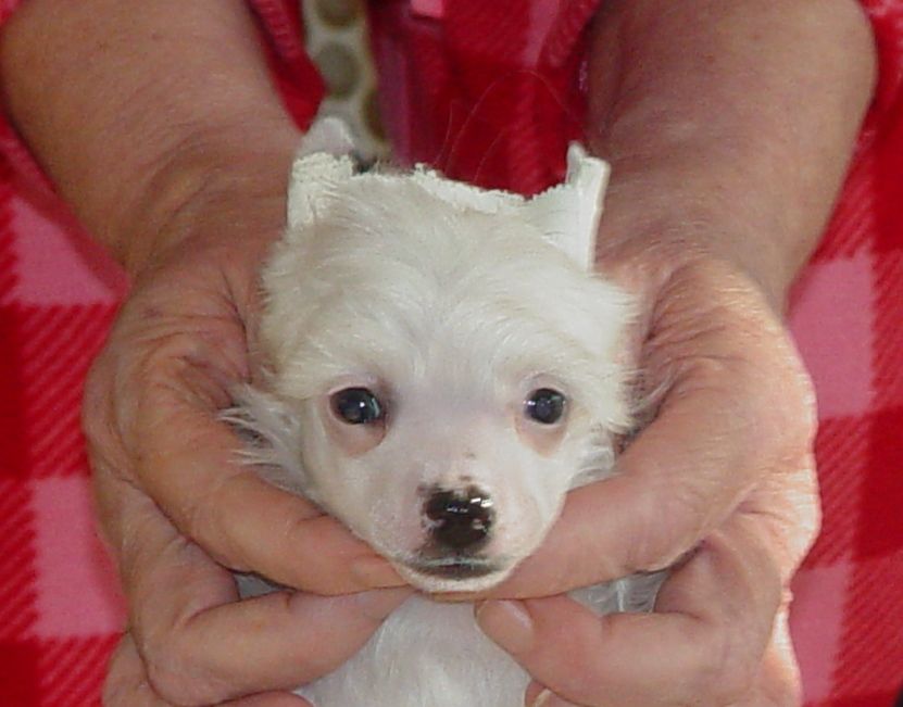 Dokkum Little White Dove