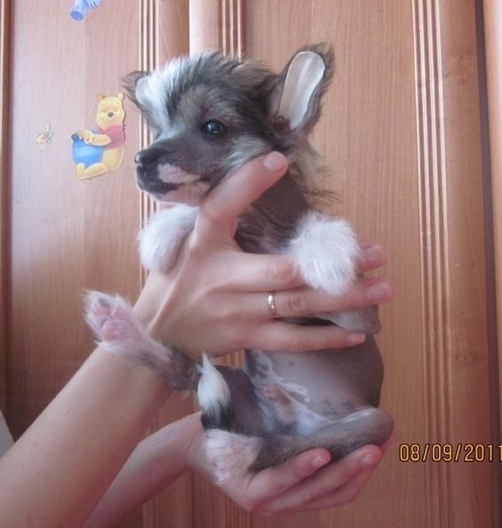 Sapfir iz Tsarskogo Sela Efrem