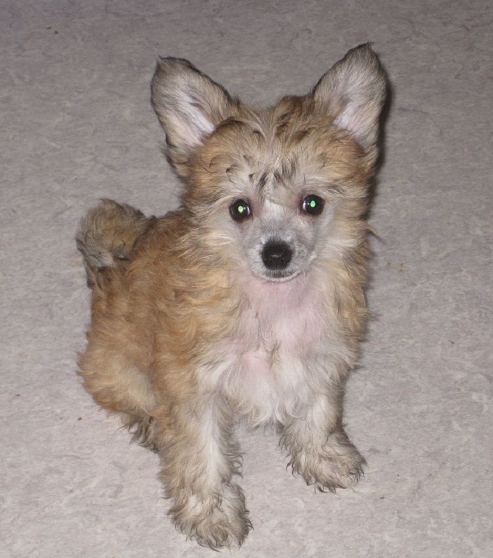 Lisha von den Windpferden