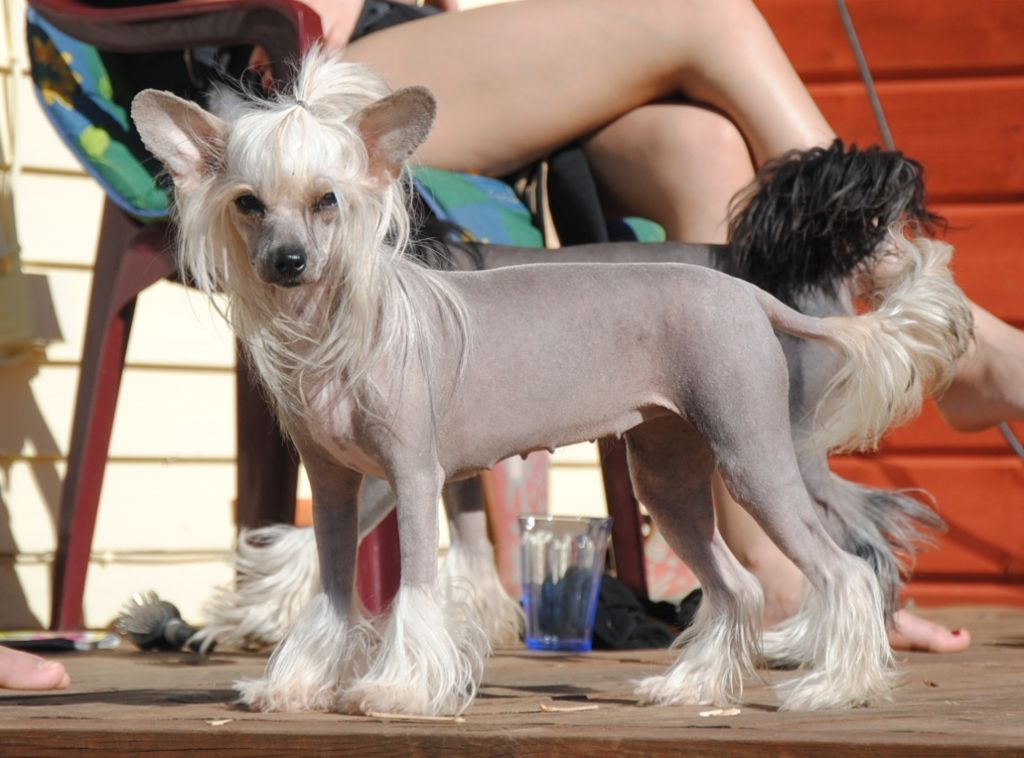 Mheleas Catching My Dream