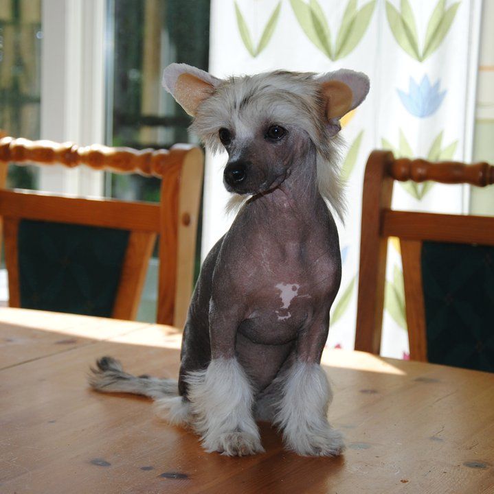 Mheleas Chance To Magic