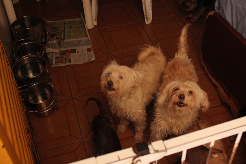 Helga Peluda do Baktaran