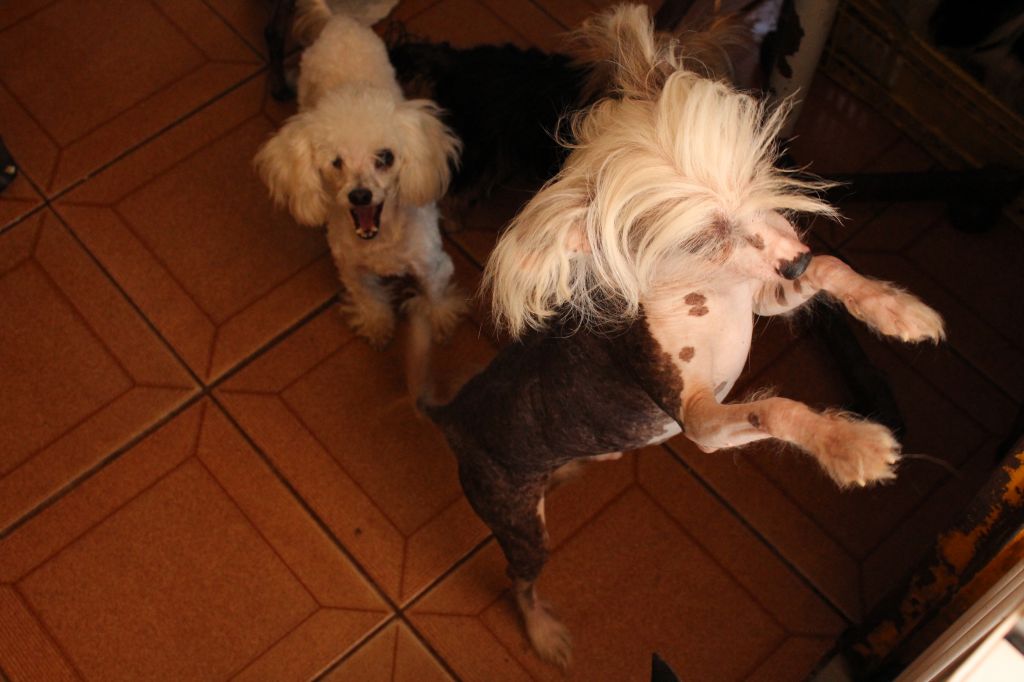 Camilo Vom Goldenen Stern