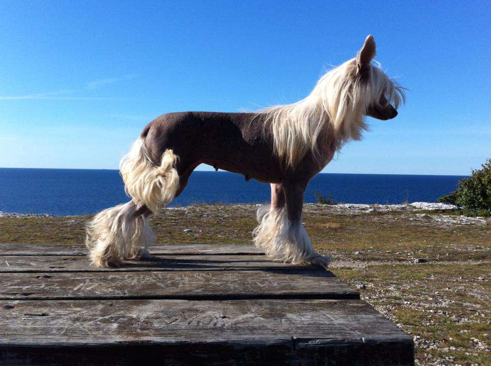 Whispering Lane Some Like It Hot