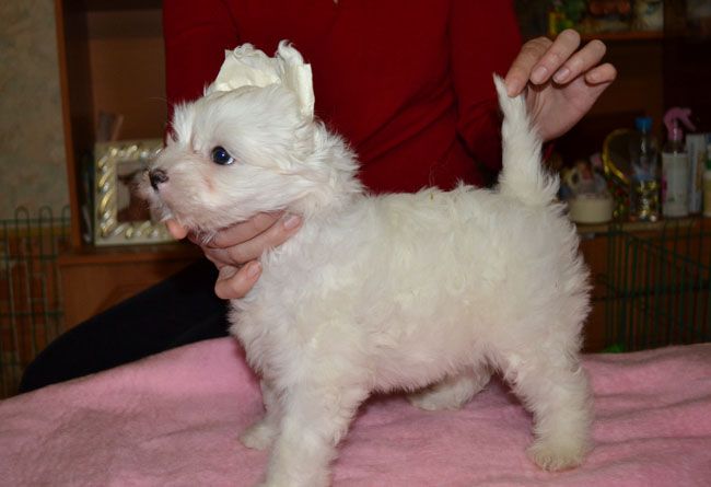 Vellar Pljus Lou Yunfant