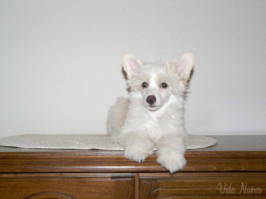 Ásmundur de Vida Nueva