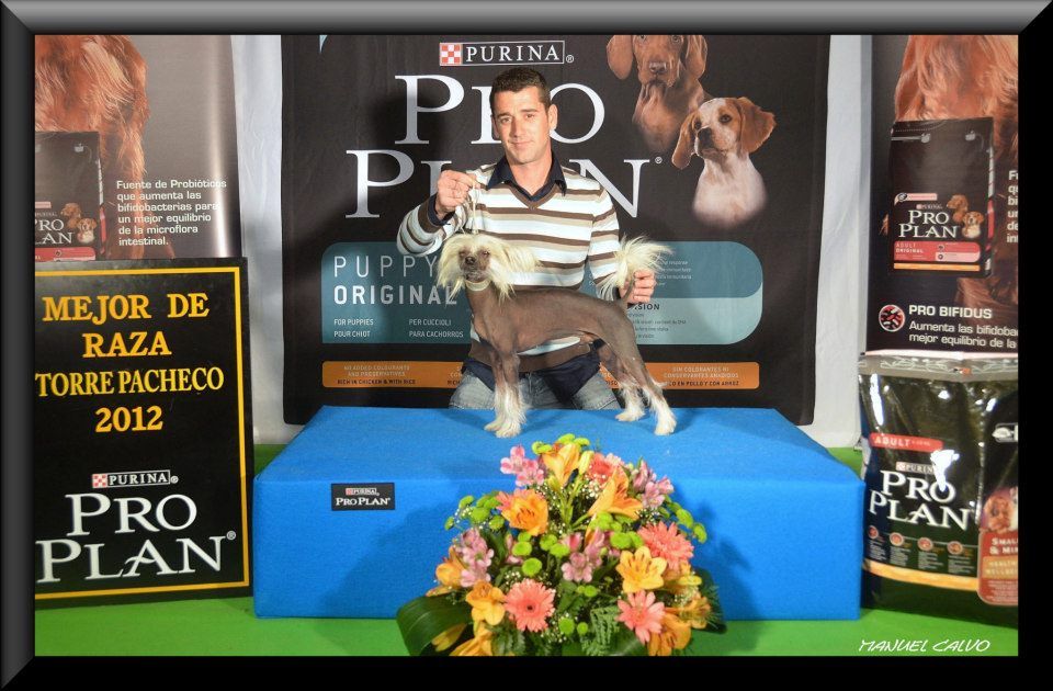 Brisinguer de los Jumichatos