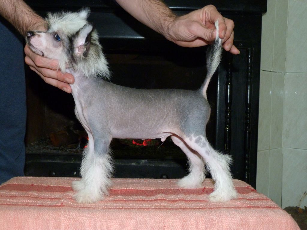 Blade de  Los Jumichatos