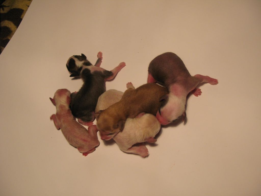 Rouber Balt T.......