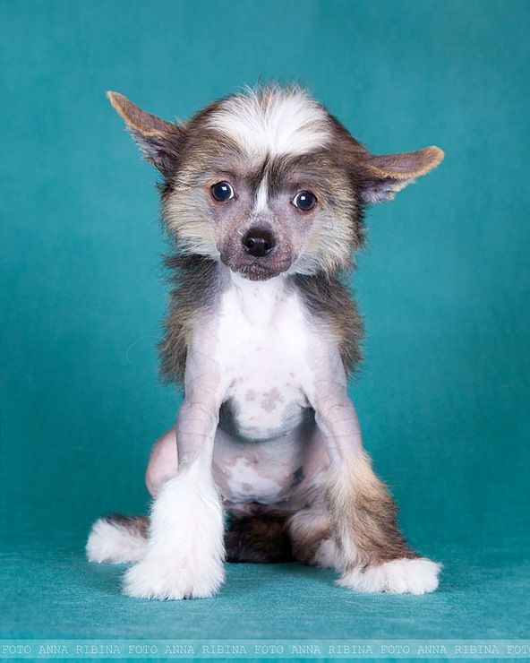 Dogland Happy Kavalkada