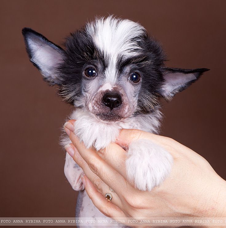 Dogland Happy Matthew Perry