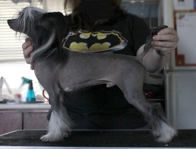 Mauvais Born This Way Mocean