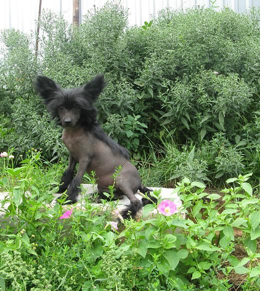 Ram Ninel Magiya Nochi