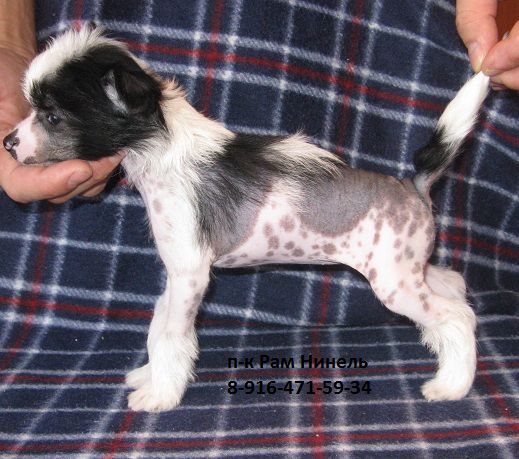 Ram Ninel Raiskaya Ptichka