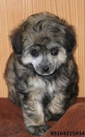 Ram Ninel Rio Riciya