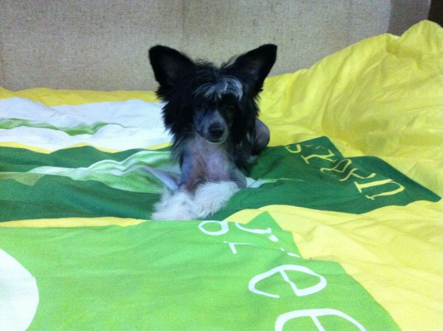 Charuyuschiy Soblazn Kvin Of Nait