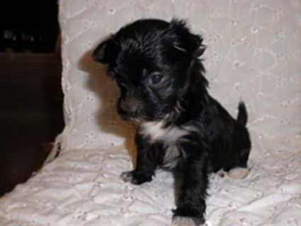 Charuyuschiy Soblazn Tsarstwuyushchaya Osoba