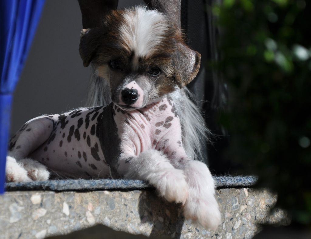 Conan of Little twinkling Stars