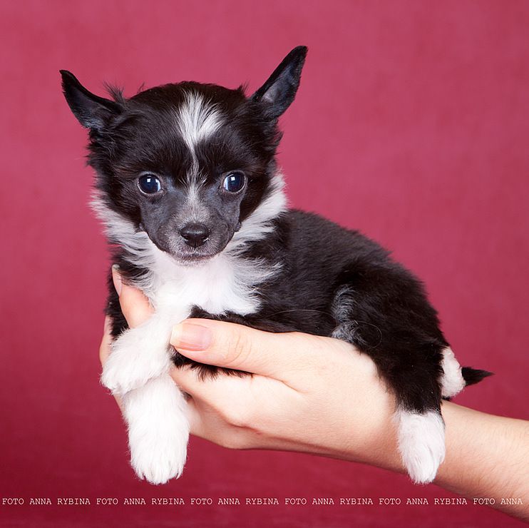 Dogland Happy Ottavia Pikkolo