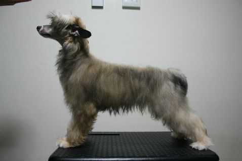 Bright Queen Jp Bruno