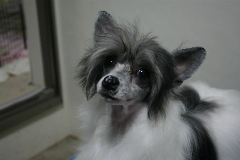 Bright Queen Jp Bijou