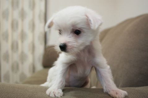 Bright Queen Jp Cuore