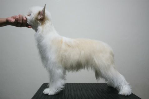 Bright Queen Jp Brisa