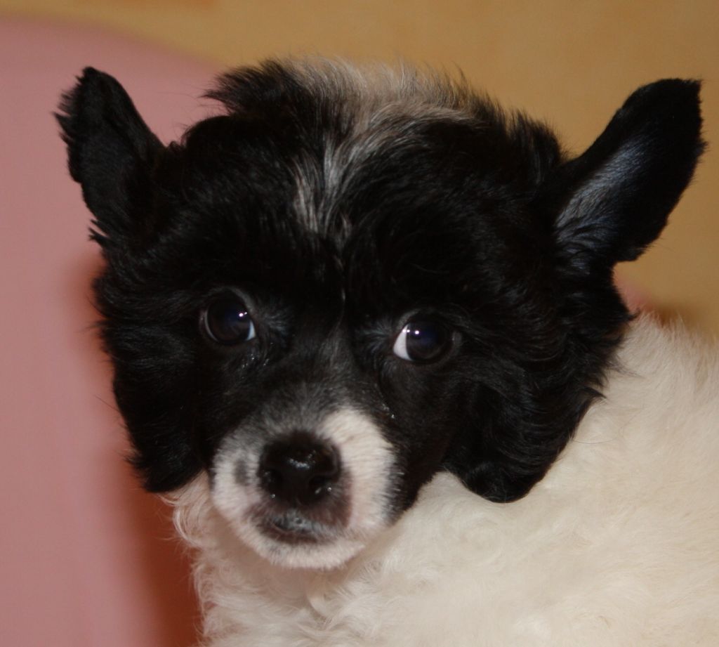 Fantazy Night A Star Lucky