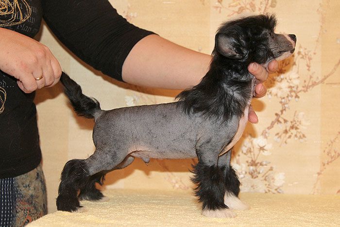 Status Imperial Ultra Black