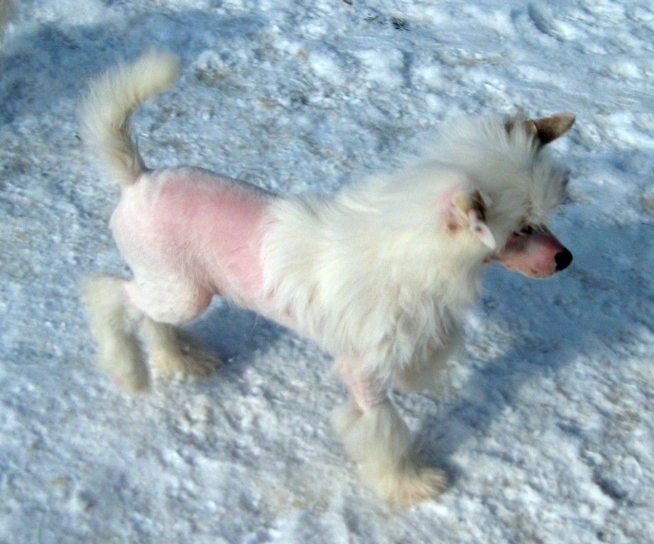 Angel O' Check Tsaritsa Nefertiti.