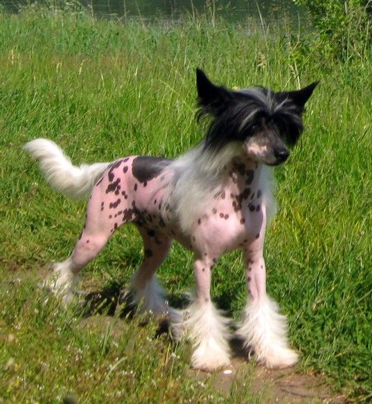 Angel O' Check Tsar Ramzes II.