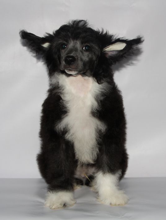 Shanel Glamour Brilliant Black