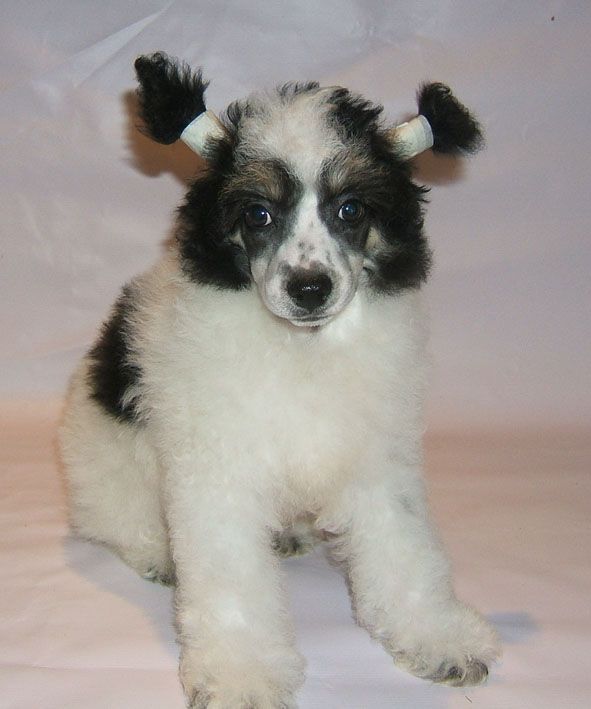 Shanel Glamour Bittle Juice