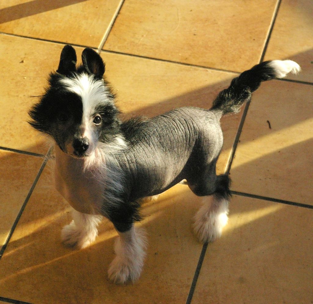 Blue Magic Ga Ga Girl