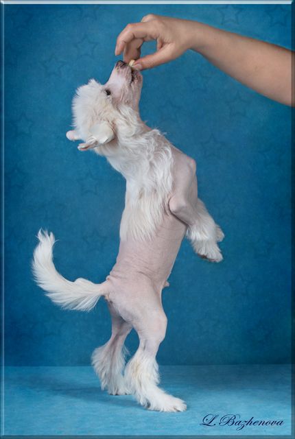 Mashama Mazi Rus Limber  Ghalib 