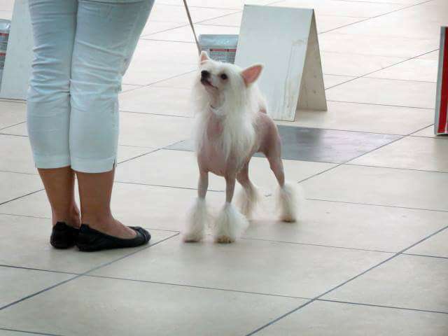 Mashama Mazi Rus Lerato  Daima