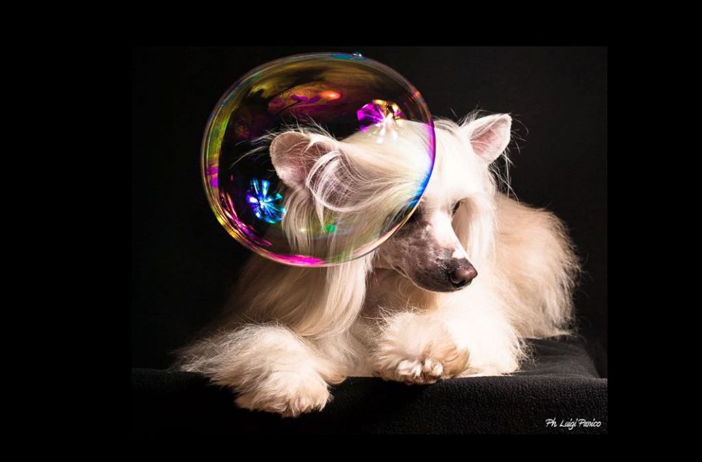 Forseti's Daggers Point