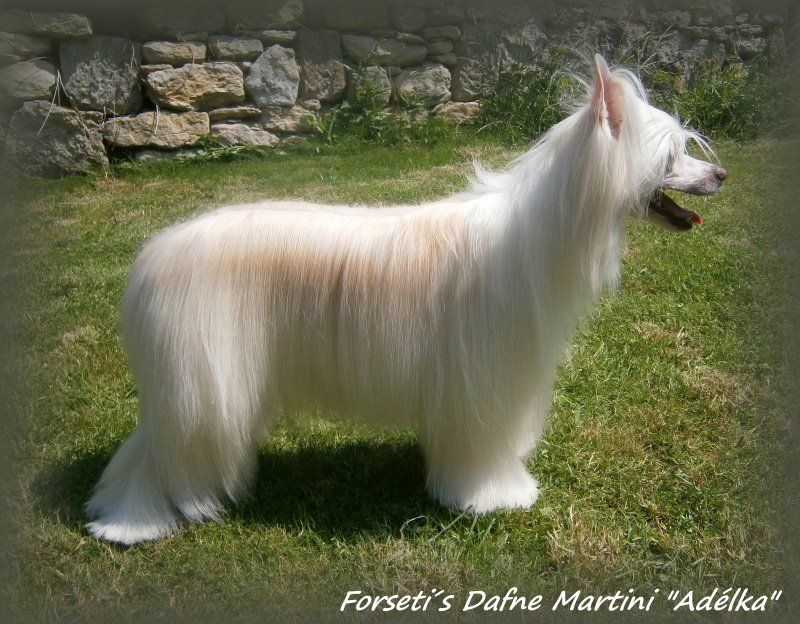 Forseti's Dafne Martini