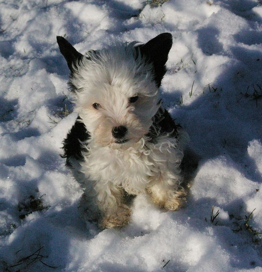 Blue Magic Hot Topic