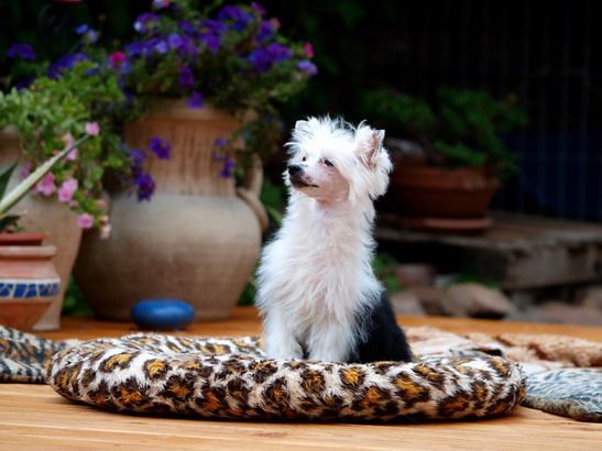 Blue Magic In Divazangelz