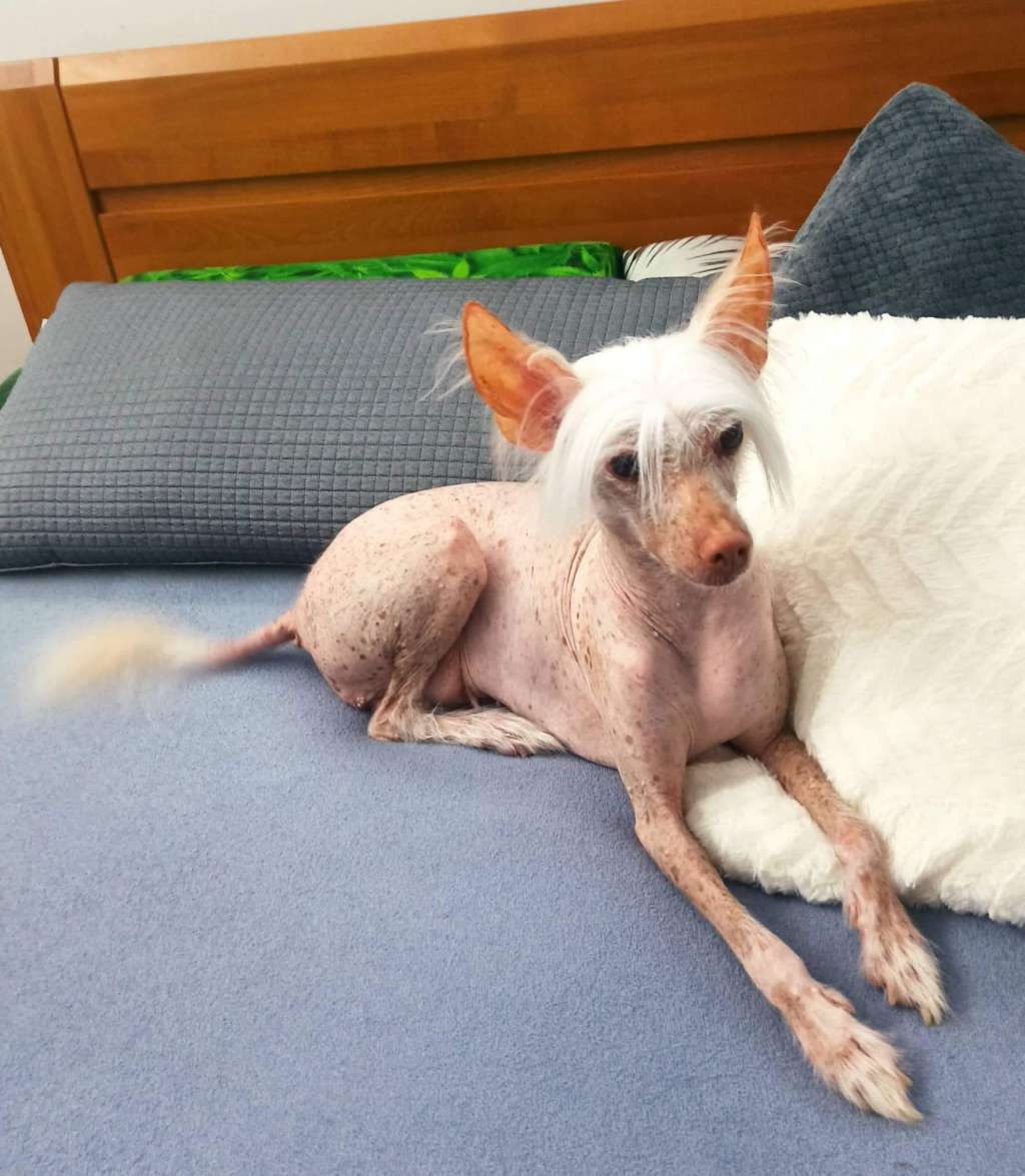 Dizzy Princess Darydakles